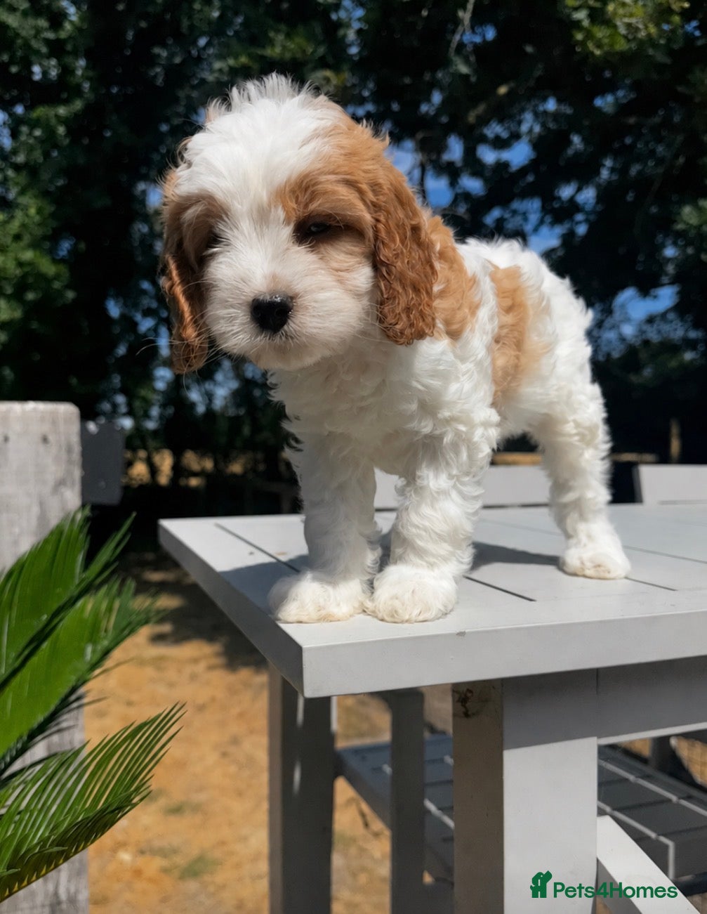 Cavapoo dogs Cavapoo’s extensively health tested rare colours  - Advert 1