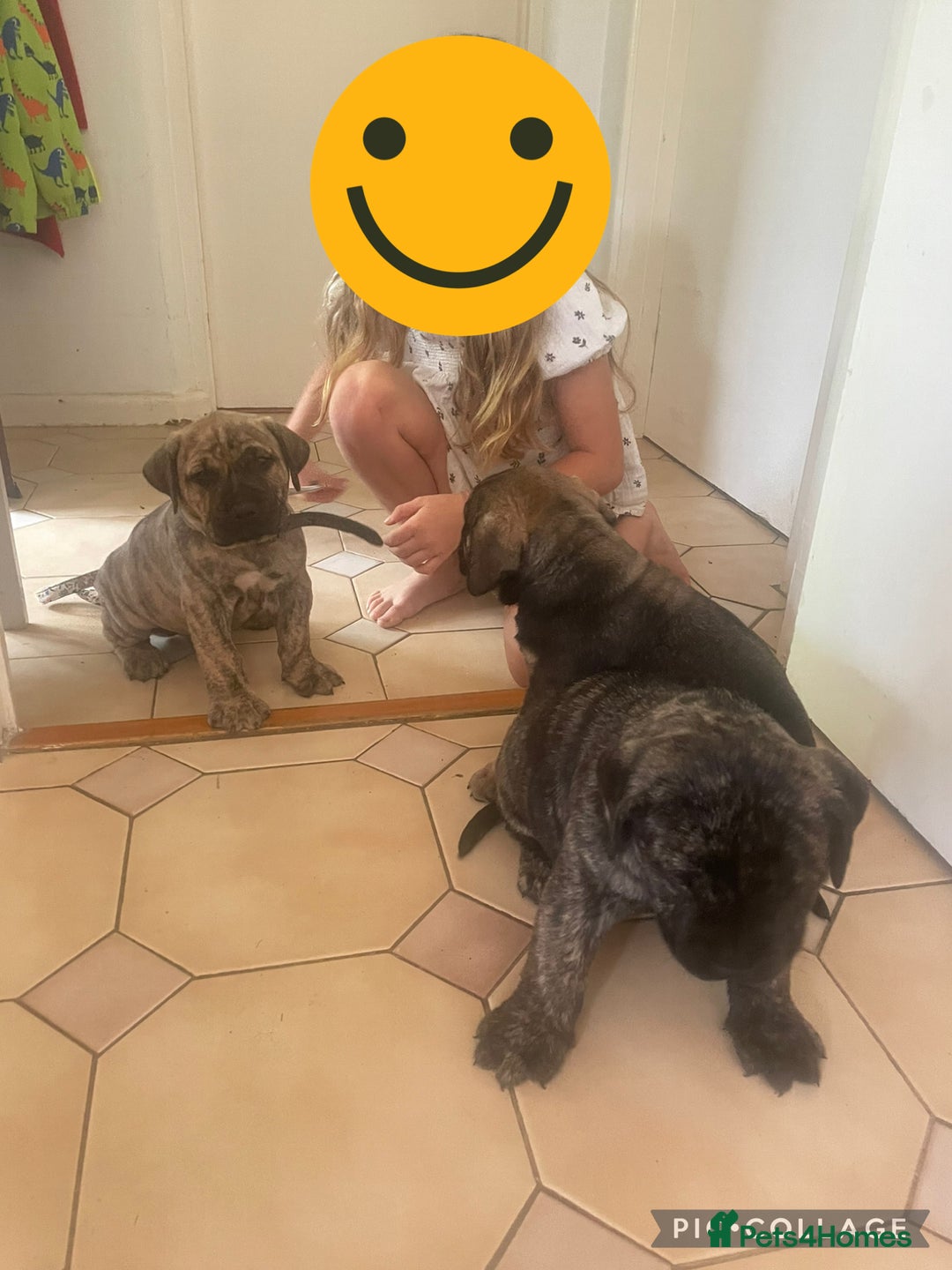 Boerboel dogs for sale: Boerboel puppies - Image 7