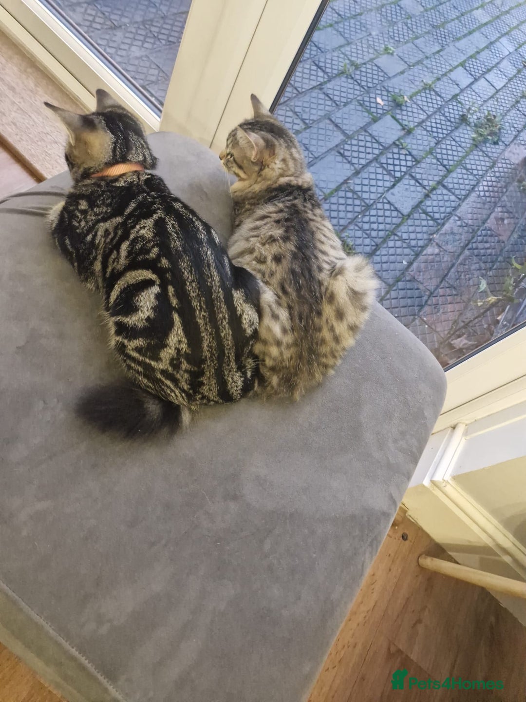 Mixed Breed cats for sale: 2 Kittens - Advert 2