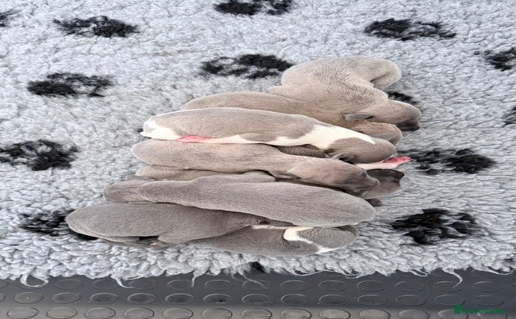 Whippet dogs - Advert 1