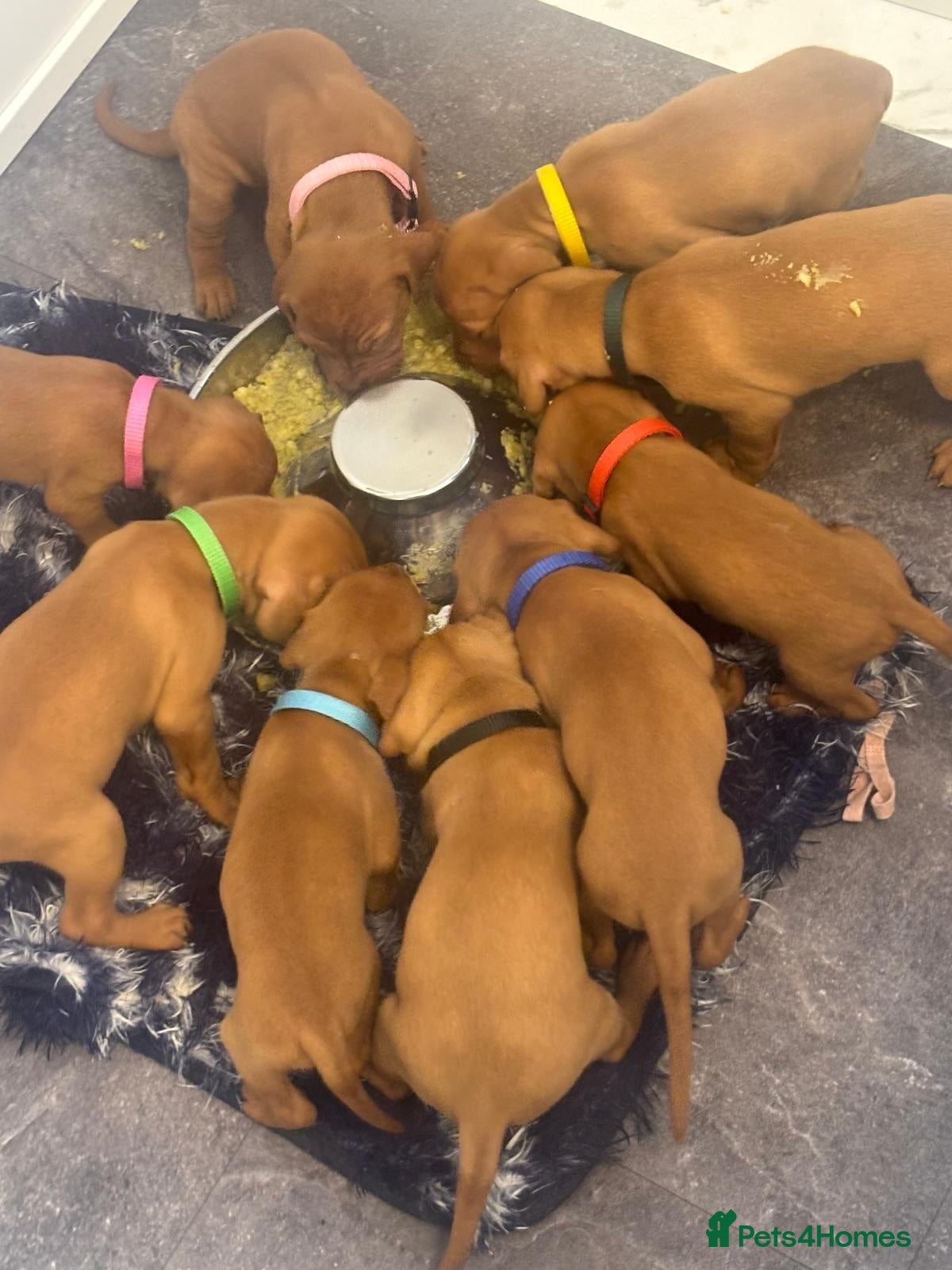 Hungarian Vizsla dogs Stunning Hungarian vizsla puppies x9 - Advert 2