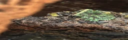 Toad reptiles for sale: Mossy frogs  - Advert 2