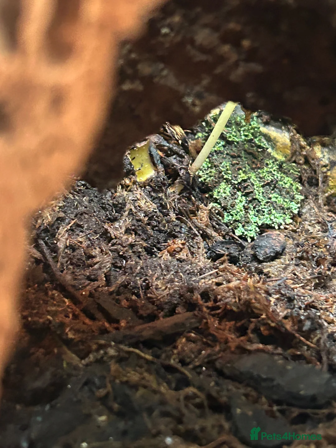 Toad reptiles for sale: Mossy frogs  - Advert 2