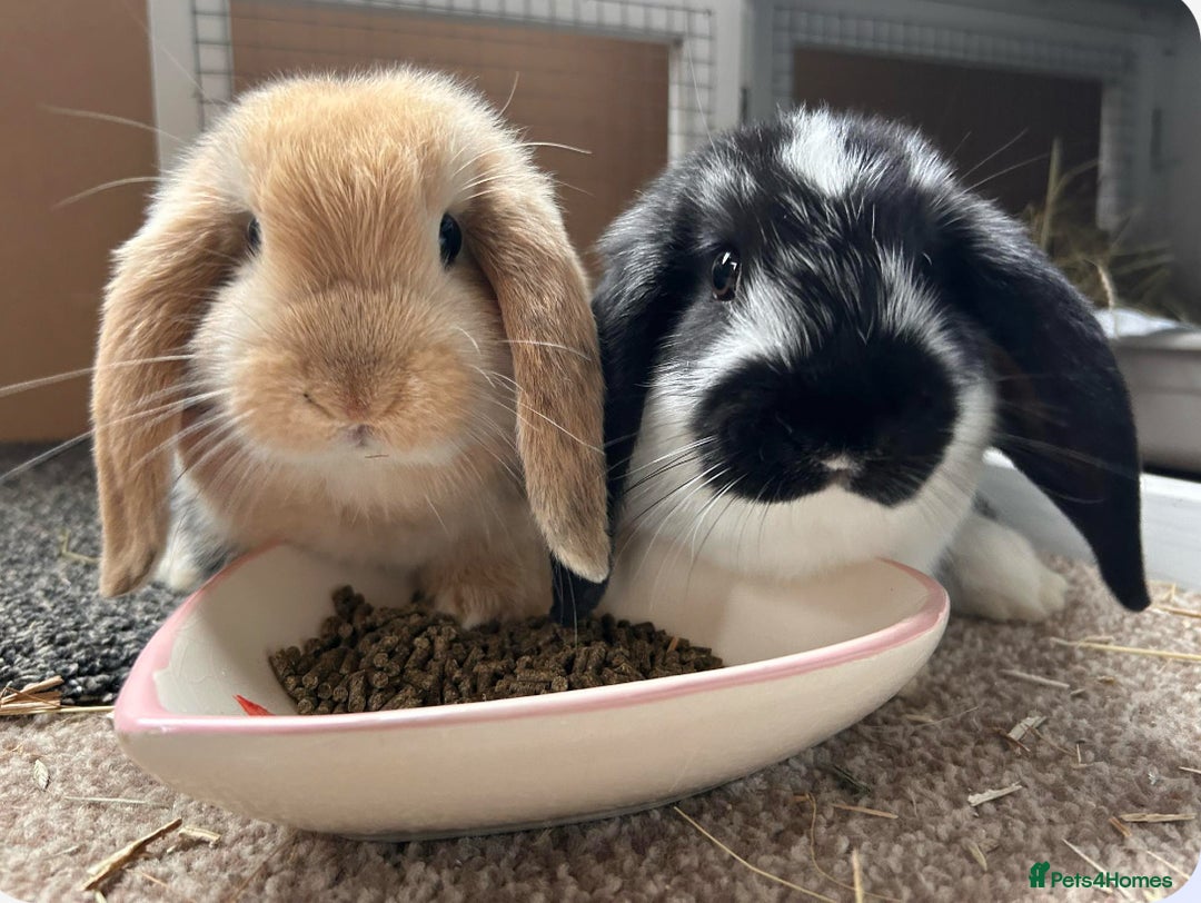Mini Lop rabbits for sale: MINI LOP BUNNIES / PEDIGREE  - Image 19