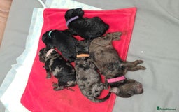 Cockapoo dogs for sale: ADORABLE F2B COCKAPOO PUPPIES 🐶 😍  - Image 2