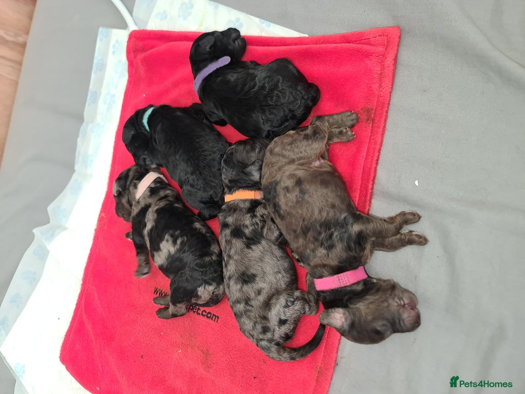 Cockapoo dogs for sale: ADORABLE F2B COCKAPOO PUPPIES 🐶 😍  - Image 2