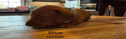 Miniature Dachshund dogs for sale: Miniature dachshund puppies available  - Advert 23
