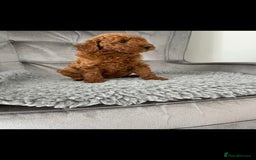 Miniature Poodle dogs for stud: EXTENSIVELY HEALTH TESTED POODLE FOR STUD - Image 3