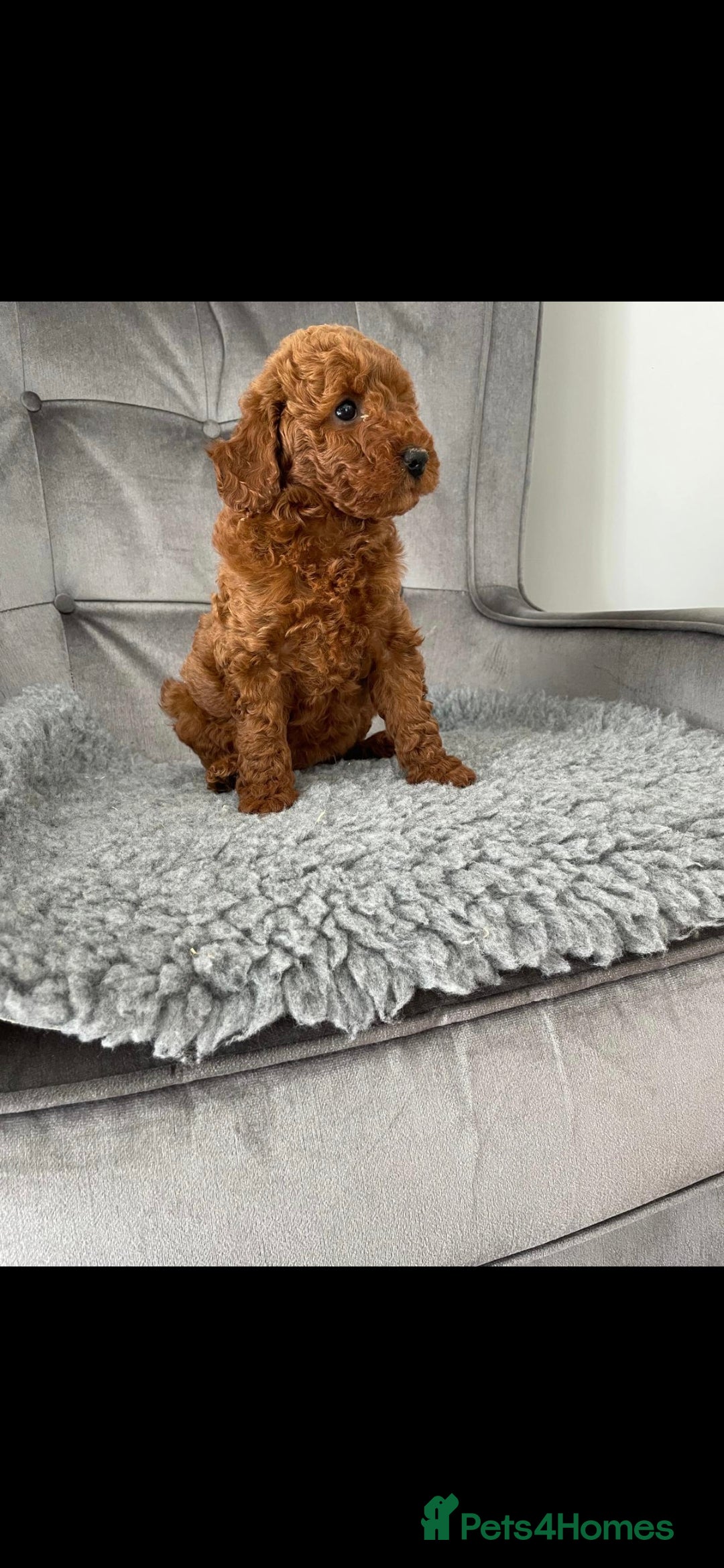 Miniature Poodle dogs for stud: EXTENSIVELY HEALTH TESTED POODLE FOR STUD - Image 3