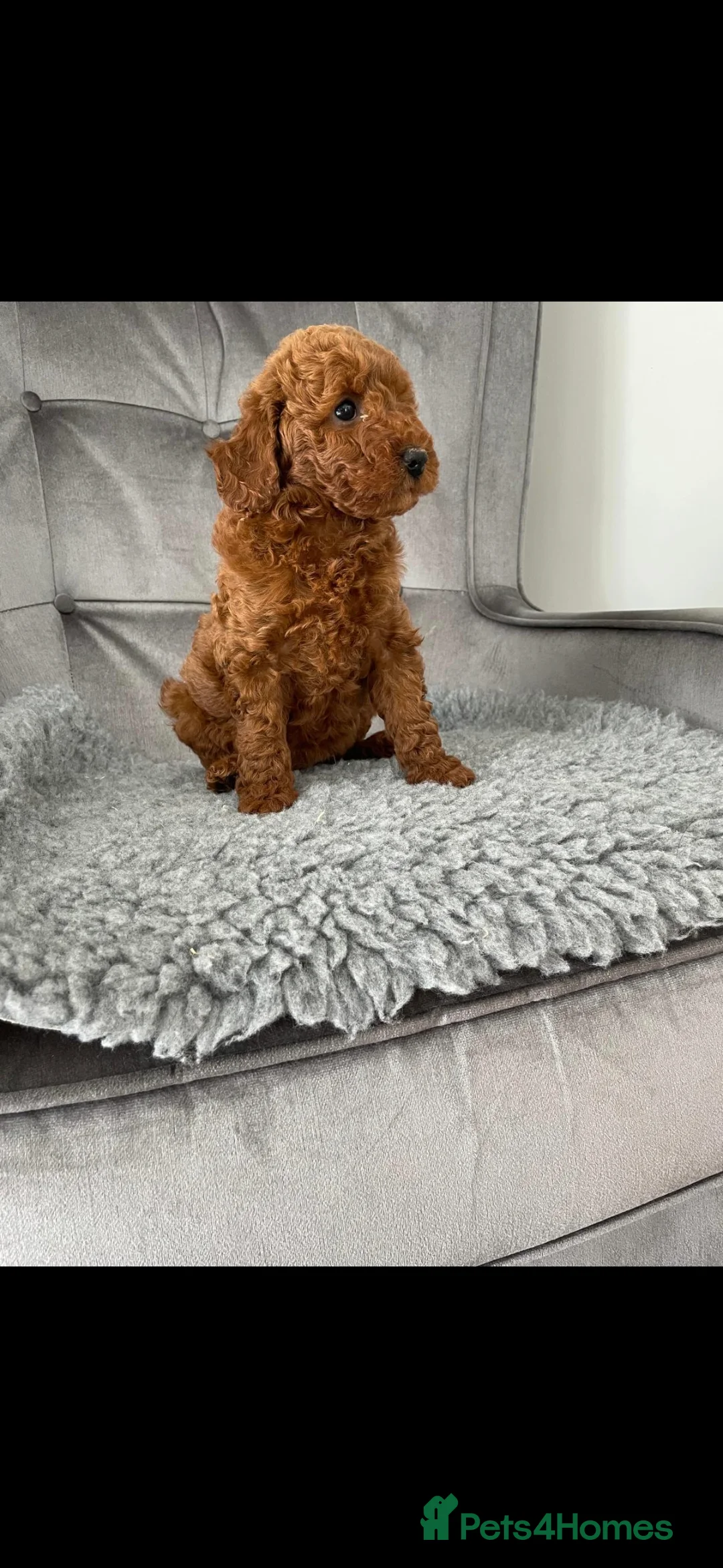 Miniature Poodle dogs for stud: EXTENSIVELY HEALTH TESTED POODLE FOR STUD - Advert 4