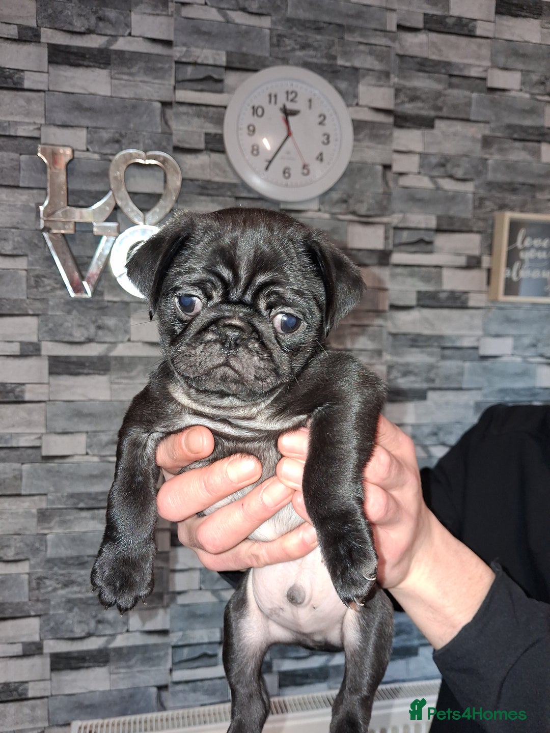Pug dogs for sale: 5 adorable pug puppies for sale  - Advert 32
