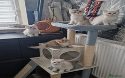 British Shorthair cats for sale: British shorthair kittens  - Image 9