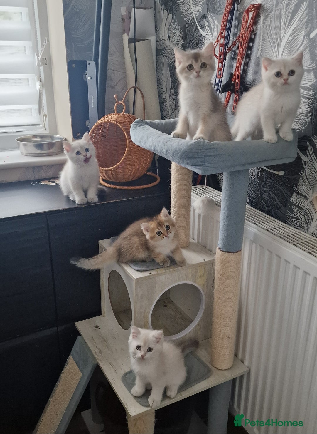 British Shorthair cats for sale: British shorthair kittens  - Image 9