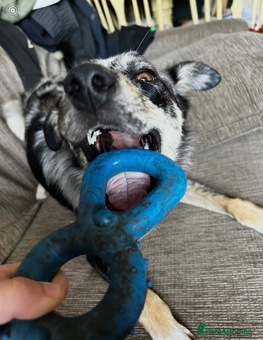 Mixed Breed dogs for sale: Nellie  in Wells - Advert 15