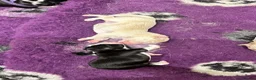 Border Collie dogs for sale: Beautiful Border Collie Puppies-KC Registered - Advert 14