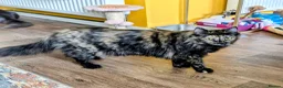 Ragdoll cats for sale: Gorgeous Tortie Cross Ragdoll Girl - Advert 2