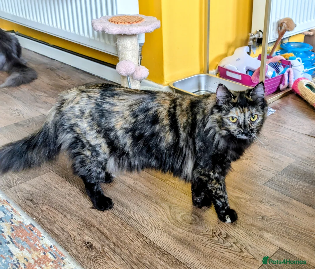 Ragdoll cats for sale: Gorgeous Tortie Cross Ragdoll Girl - Advert 2