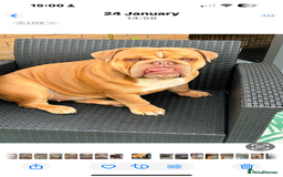 English Bulldog dogs for sale: English Bulldog puppies for sale KC registered  - Image 35