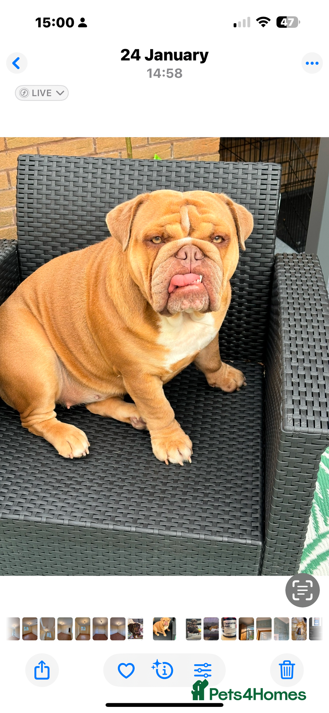 English Bulldog dogs for sale: English Bulldog puppies for sale KC registered  - Image 35