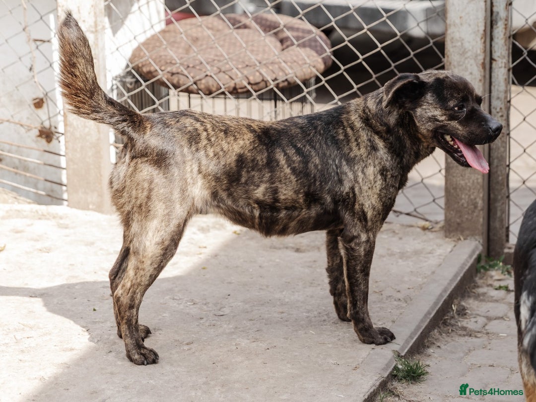 Mixed Breed dogs for adoption: 💖🐶 DANA 🐶💖 - Image 5