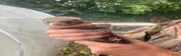 Ferret rodents for sale: Ferrets 2 Jills for sale in Rotherham - Advert 1