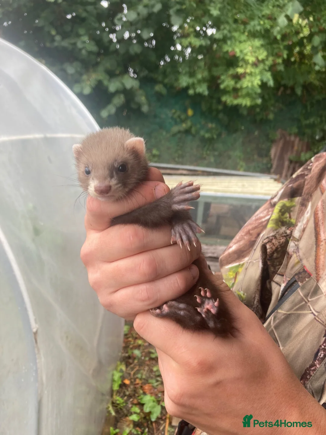 Ferret rodents for sale: Ferrets 2 Jills for sale in Rotherham - Advert 1