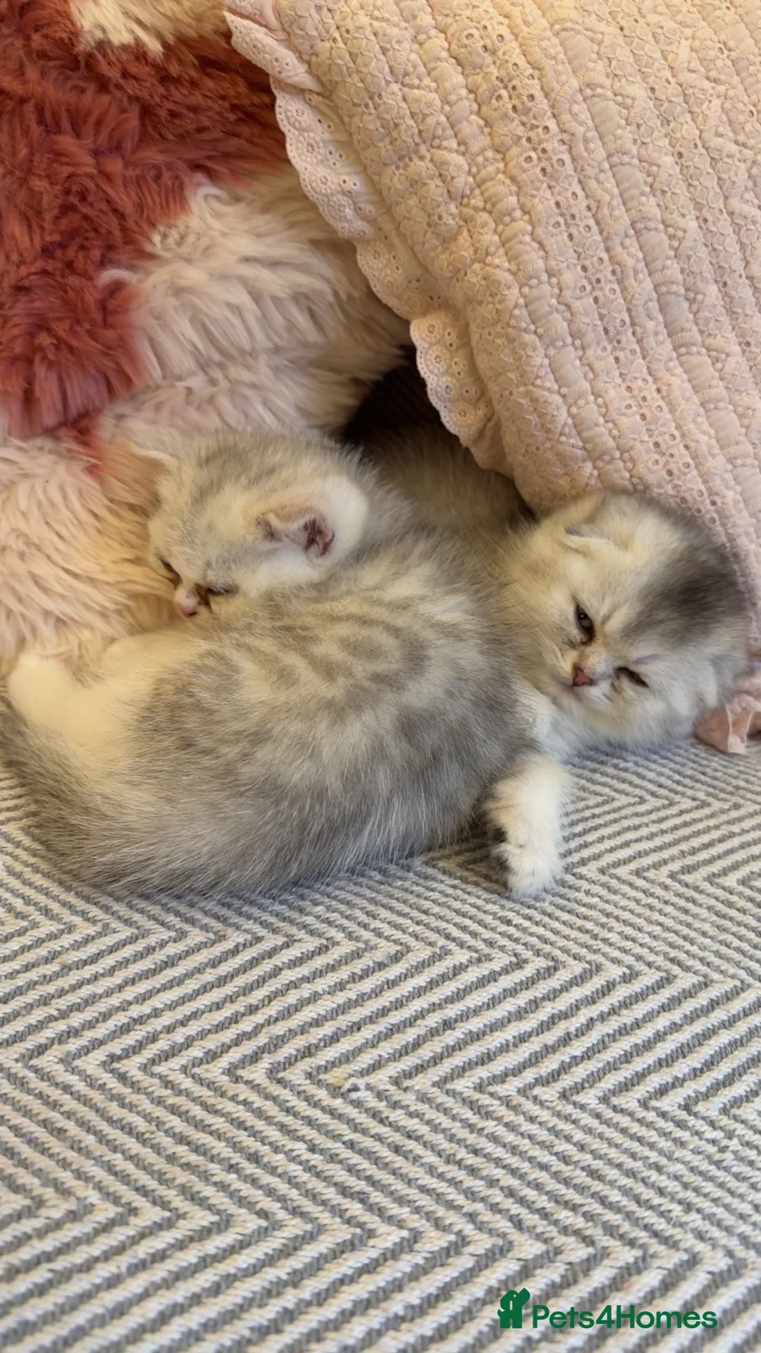 British Shorthair cats for sale: Silver Scottish folds  - Advert 5