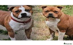 Staffordshire Bull Terrier dogs for sale: FUTURE RED PERFECTION KC PUPPIES - Image 1