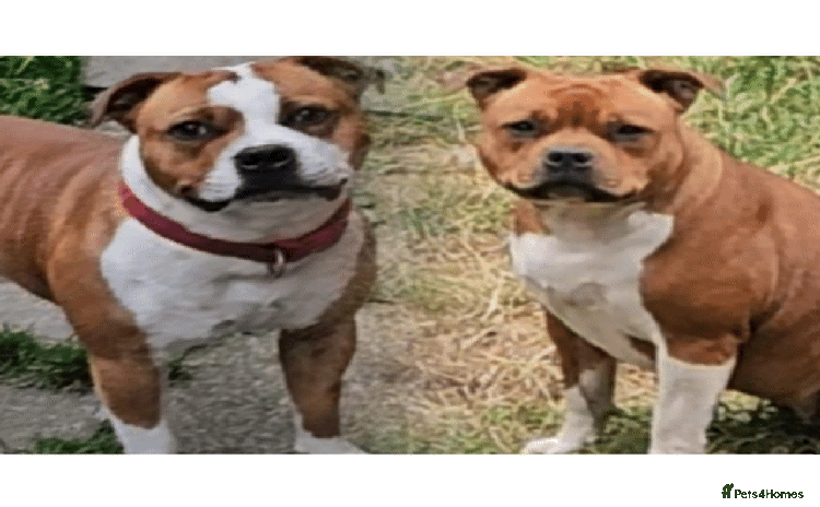 Staffordshire Bull Terrier dogs - Advert 1