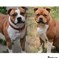 Staffordshire Bull Terrier dogs - Advert 6