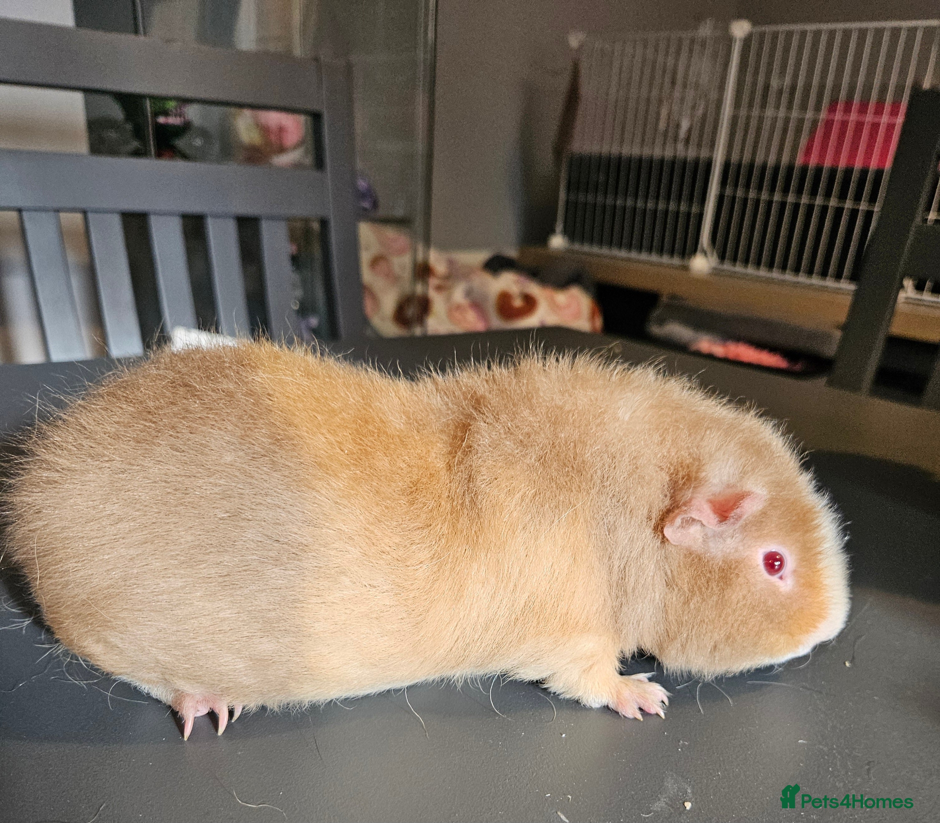 Guinea Pig rodents 2x baby boars four months old plus cage if needed - Advert 1