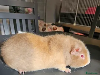 Guinea Pig rodents 2x baby boars four months old plus cage if needed - Advert 15