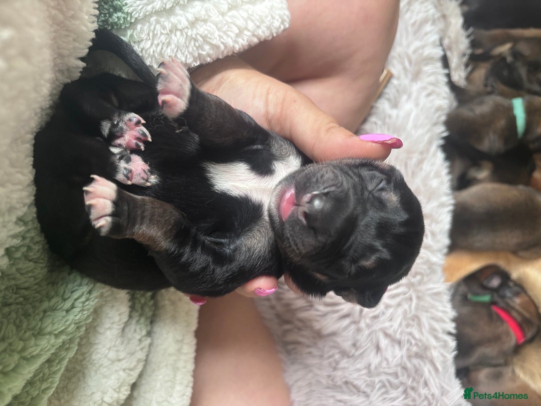 Mixed Breed dogs for sale: Saluki Bull Grey Puppies  - Image 10