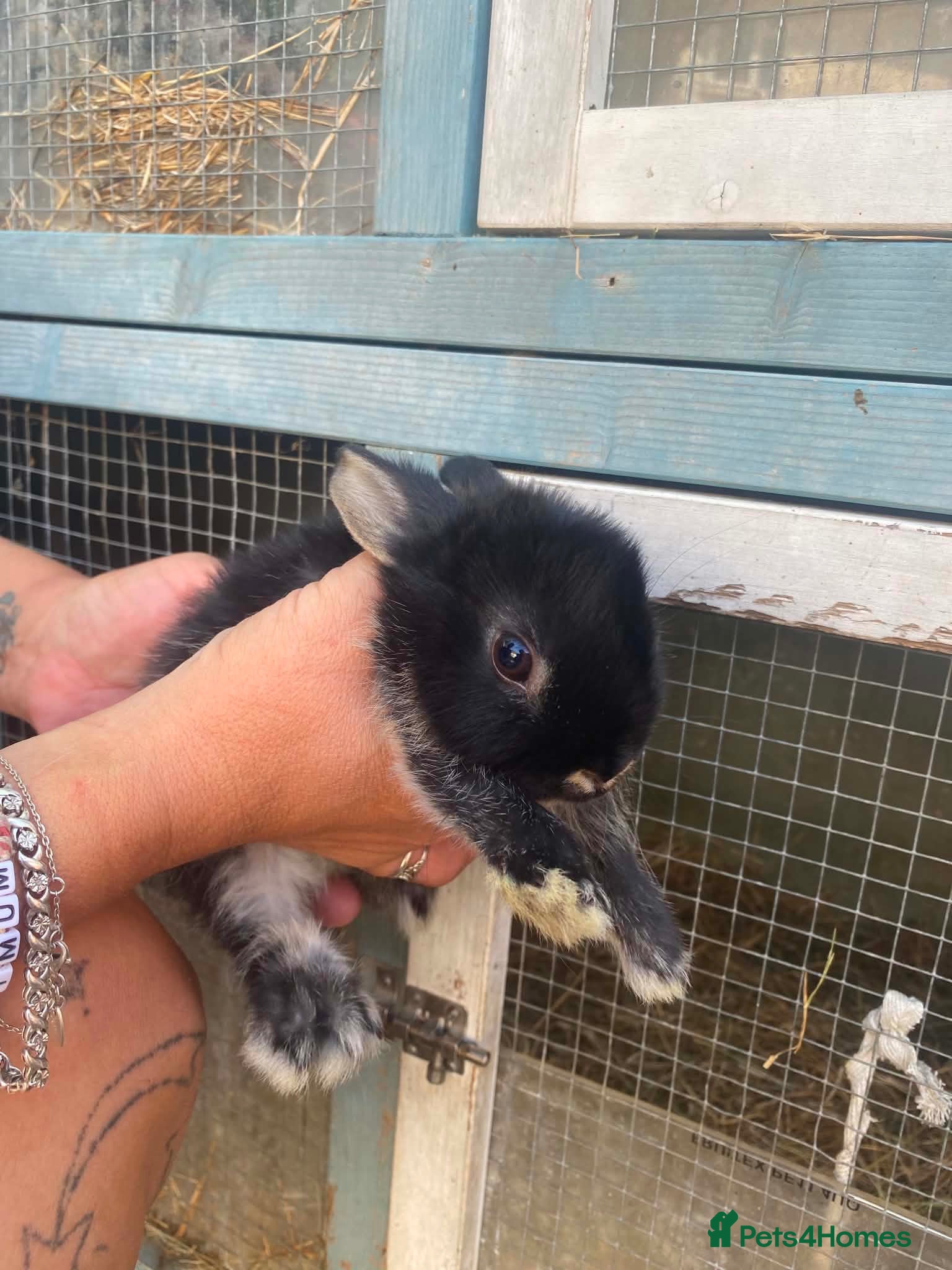 Netherland Dwarf rabbits Rabbits for sale - Advert 2