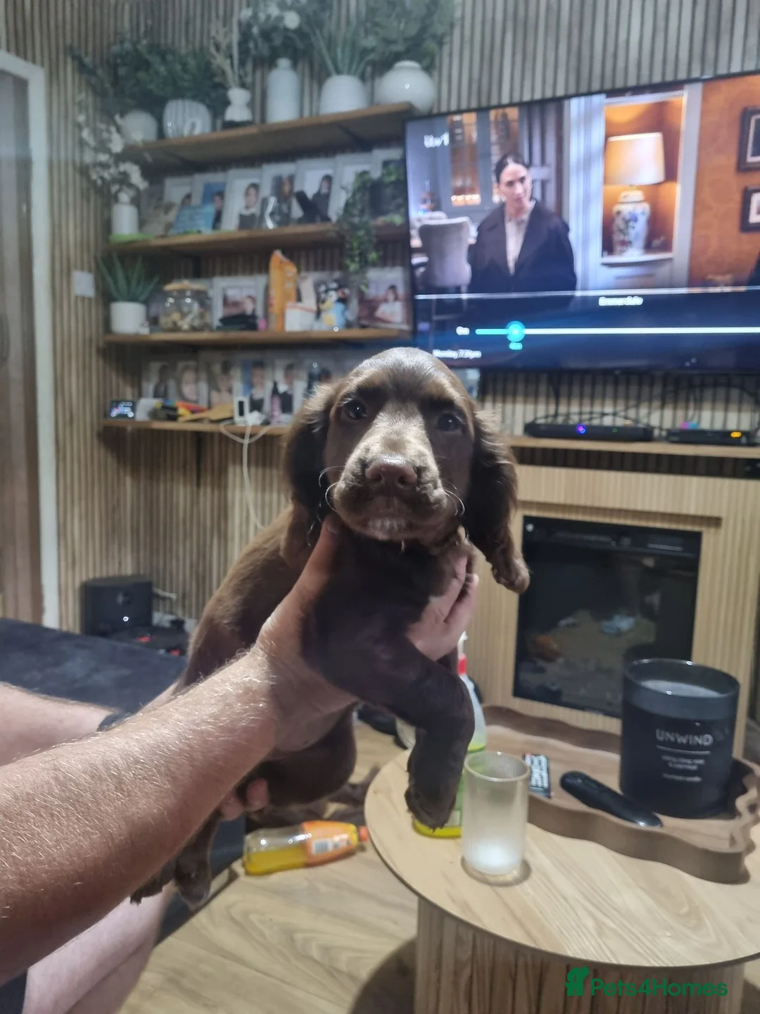 Sprocker dogs for sale: Sprokers ready to leave now - Advert 2