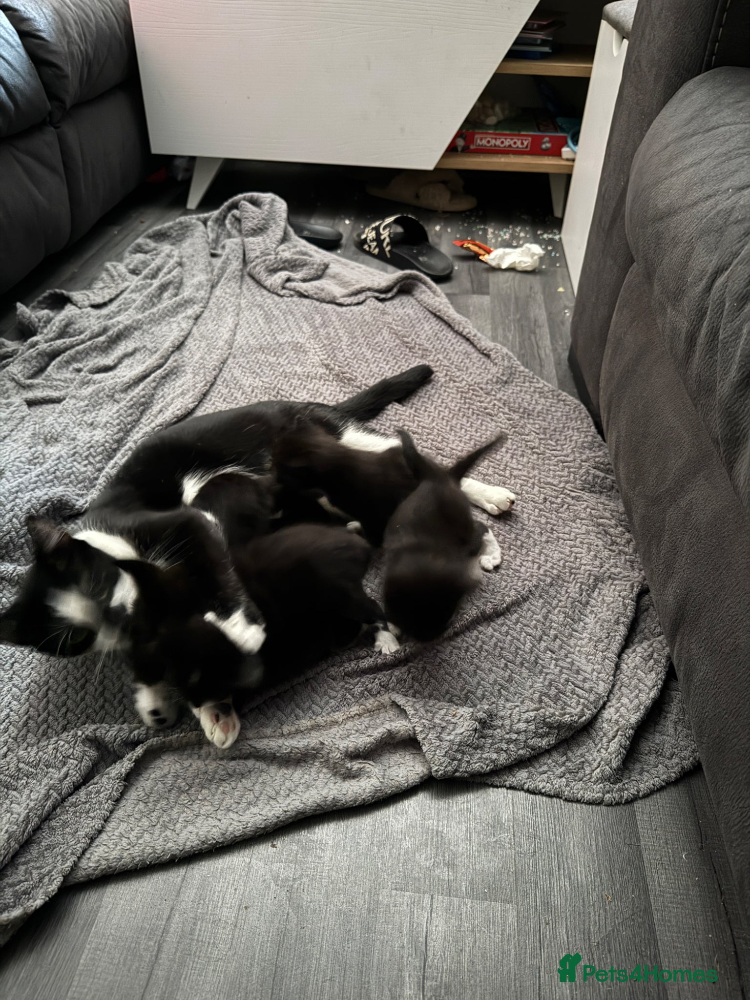 Mixed Breed cats Common house kittens - Advert 1