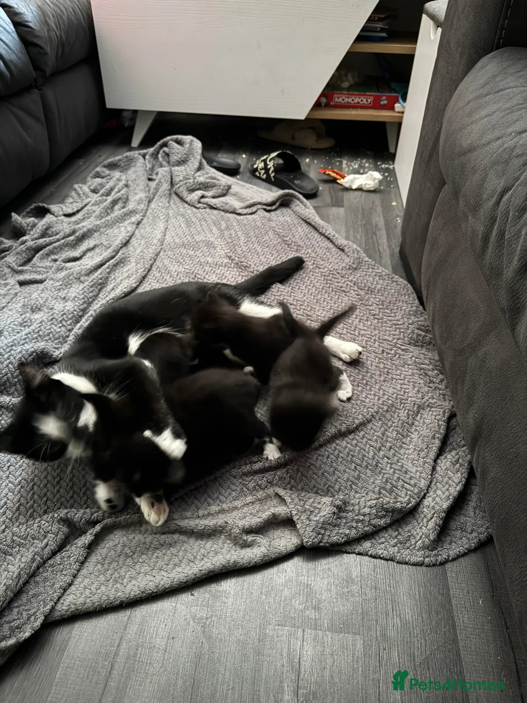 Mixed Breed cats for sale: Common house kittens - Advert 1