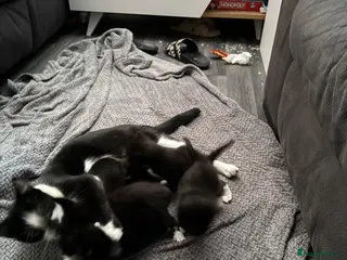 Mixed Breed cats Common house kittens - Advert 1