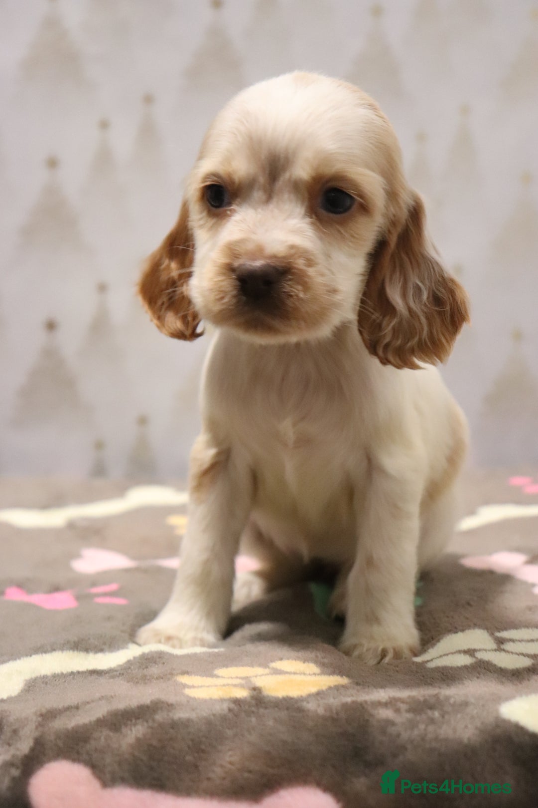 Cocker Spaniel dogs for sale: Fully Health Tested Cocker Spaniel Puppies  - Advert 12