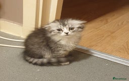 Scottish Fold cats for sale: Adorable kuttens❤ - Advert 5