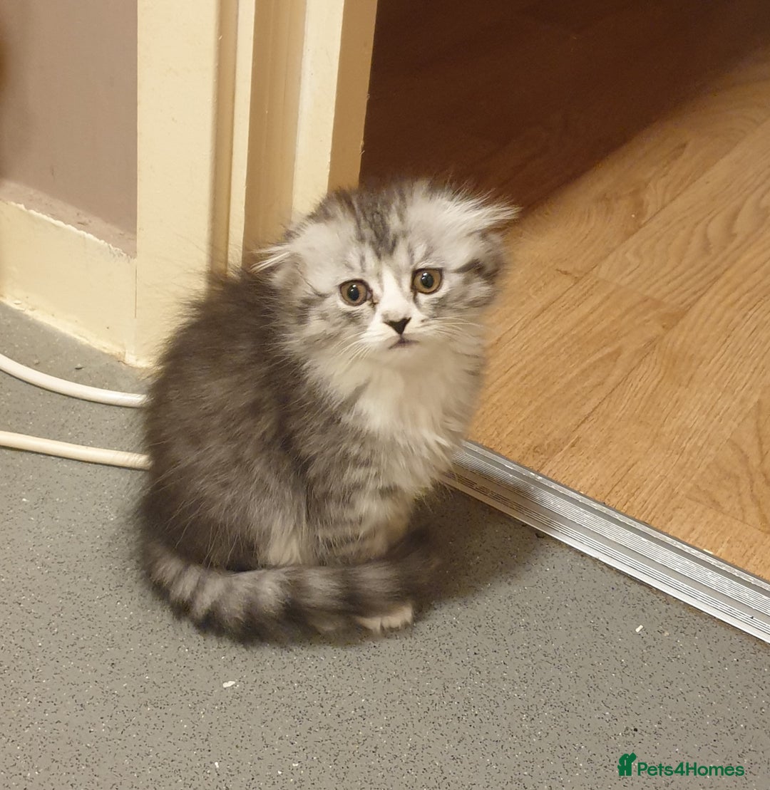 Scottish Fold cats for sale: Adorable kuttens❤ - Advert 5
