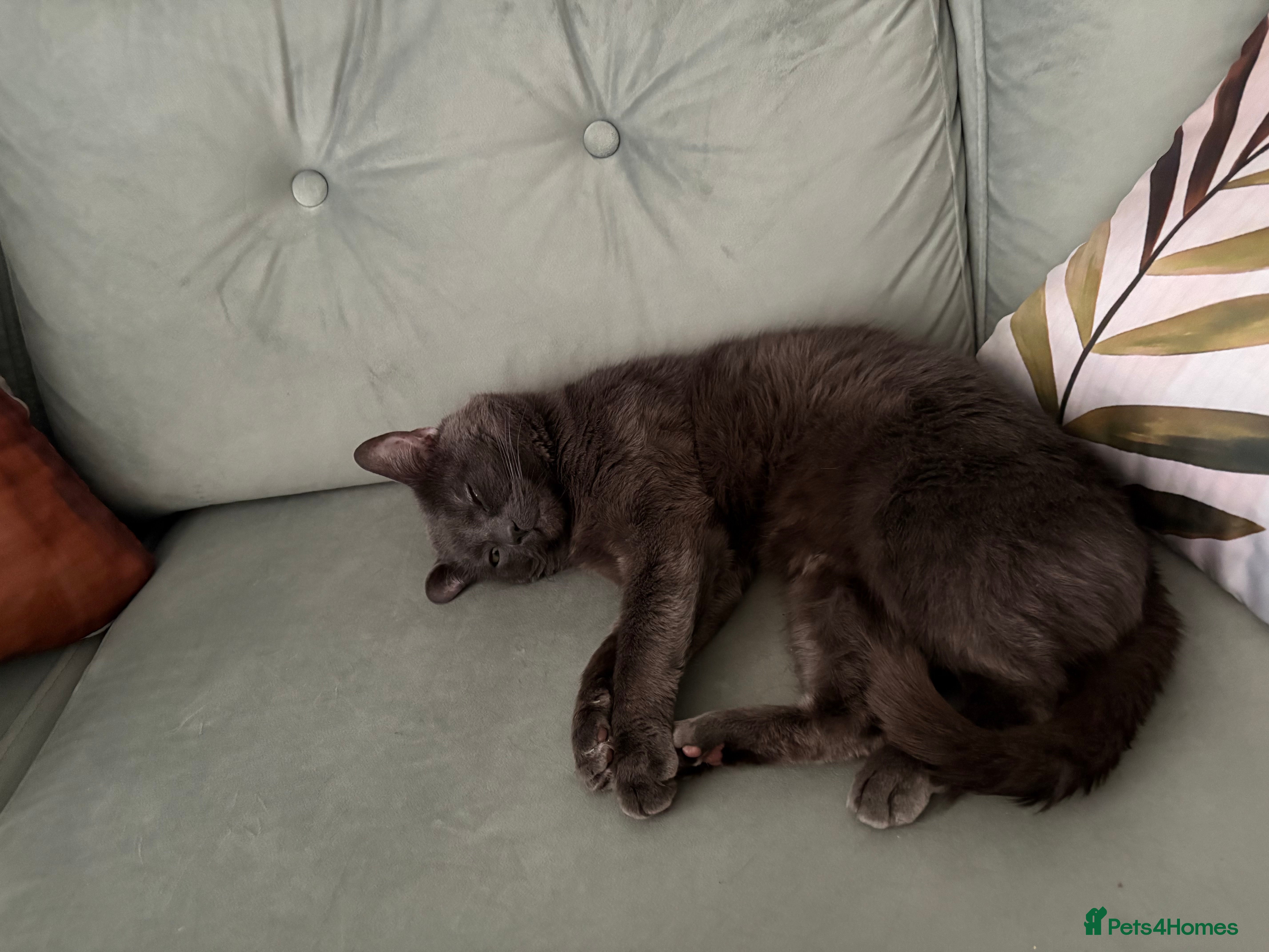 Russian Blue cats Russian blue up for adoption  - Advert 1