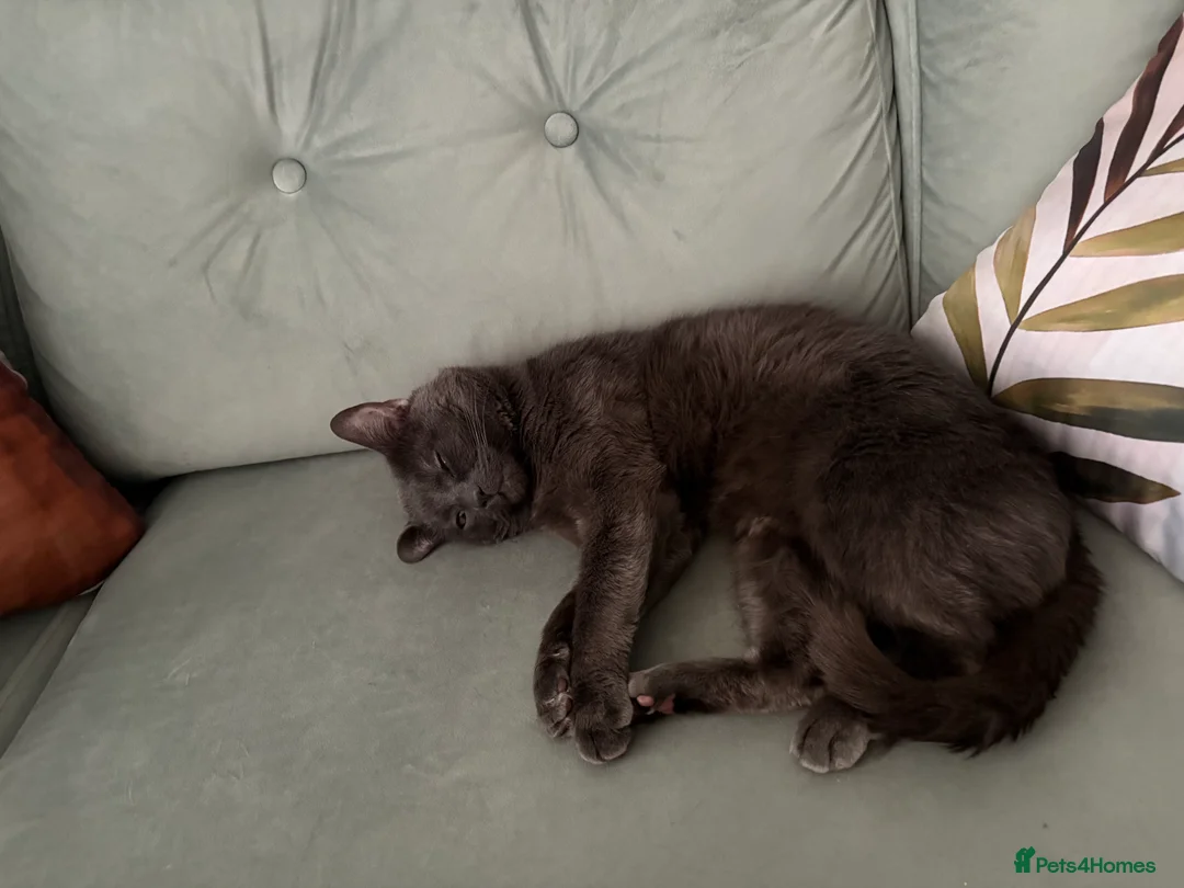 Russian Blue cats for sale: Russian blue up for adoption  - Advert 1