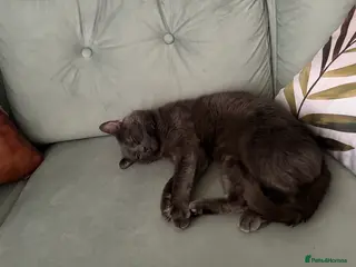 Russian Blue cats Russian blue up for adoption - Advert 1