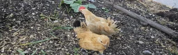 Chickens poultry for sale: 🐓 Serama Bantam Chickens 🐓 - Advert 3