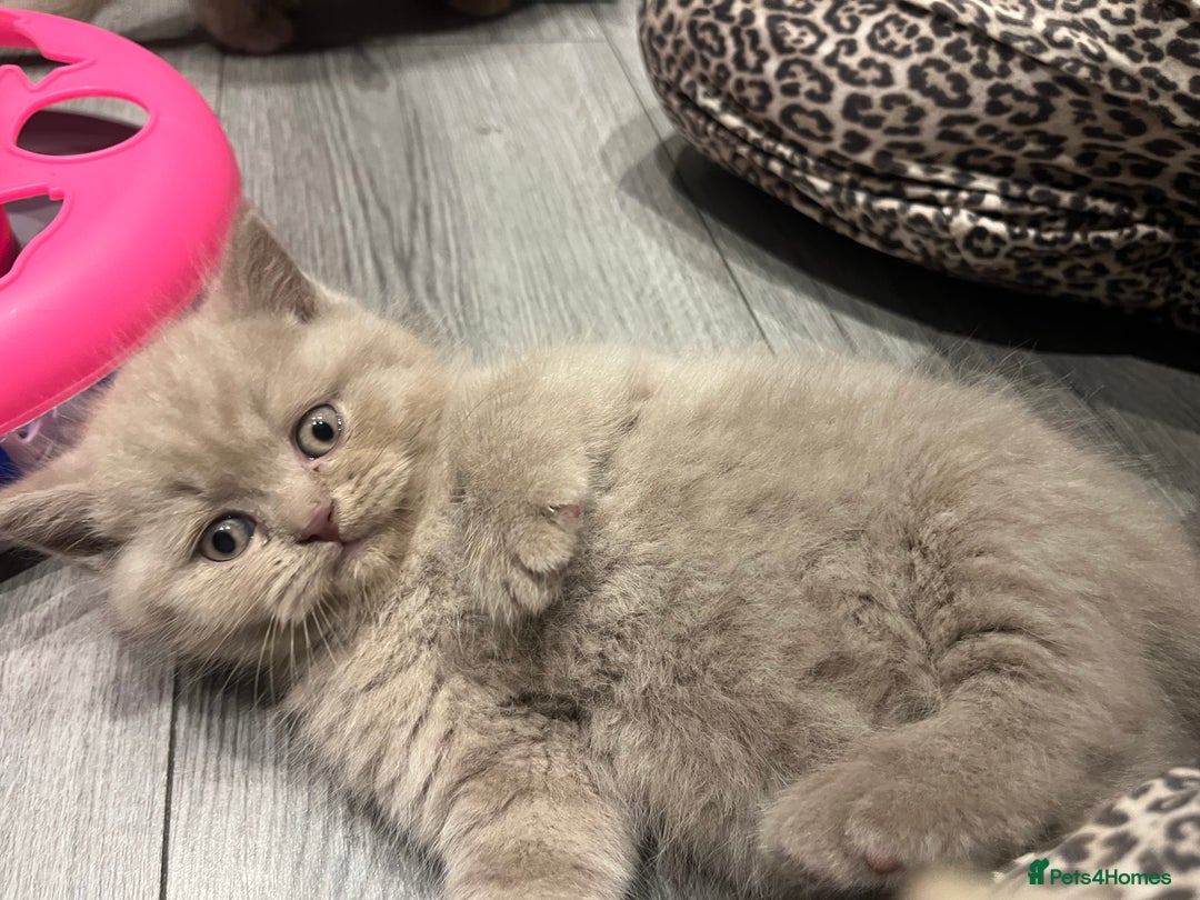 British Shorthair cats for sale: Pedigree British Shorthair Kittens Golden & Lilac - Advert 11