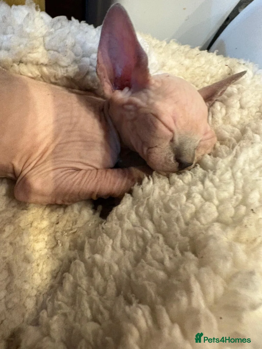 Sphynx cats for sale: Beautiful sphynx kittens looking for loving home🧿 - Advert 20