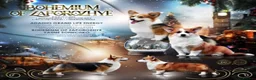 Welsh Corgi Pembroke dogs for sale: KC Pembroke Corgis  - Advert 5