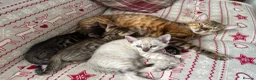 Bengal cats for sale: Bengal kittens  - Advert 12