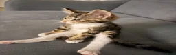 Bengal cats for sale: Kitten bengal - Advert 3